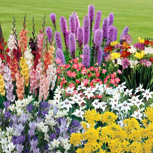 You Garden - Summer Flowering Bulb Mixed Pack 300 Bulbs 7 Varieties for Summer Long Colour Bulk Buy Collection