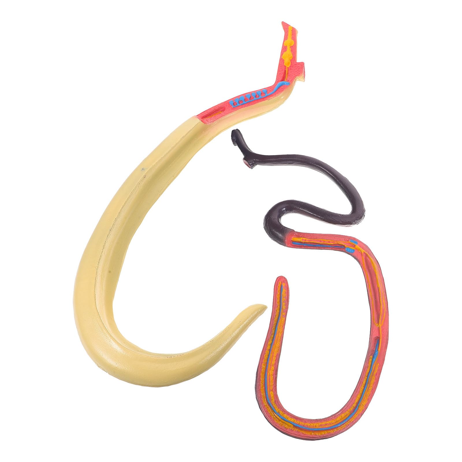 Cabilock Modèle Anatomique Animal de Schistosoma Détachable en Plastique pour Matériel Pédagogique et Enseignement en Laboratoire ou Expositions Scientifiques