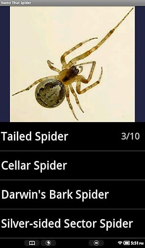 Aranha espécie Trivia Quiz