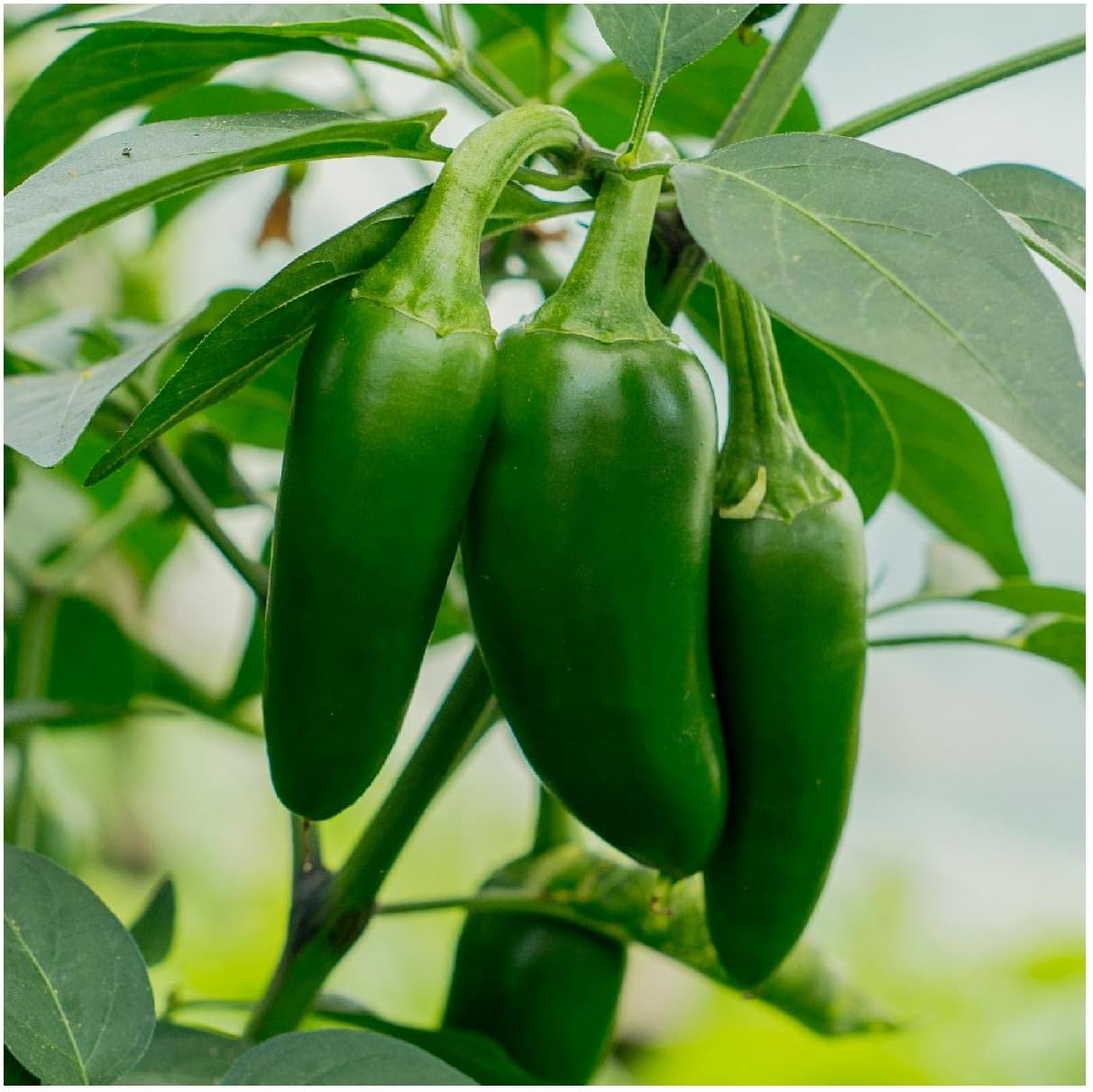 Everwilde Farms - 1/4 Lb Organic Jalapeno Hot Pepper Seeds - Gold Vault