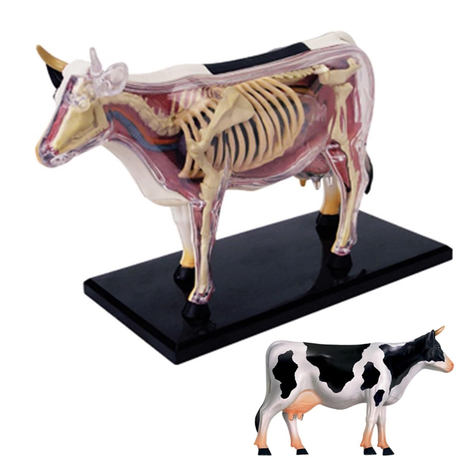 Modelo de vaca con visión 4D, modelo de anatomía de órganos vacunos desmontable de 29 piezas, juguete de ensamblaje de inteligencia vacuna, entrenamiento veterinario en clínicas veterinarias.