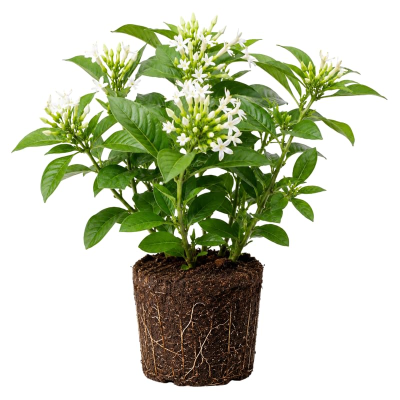 Night Blooming Jasmine Plant Live 4-7 Inches Tall Fragrant Flowering Vine for Garden Patio Containers and Indoor Growing