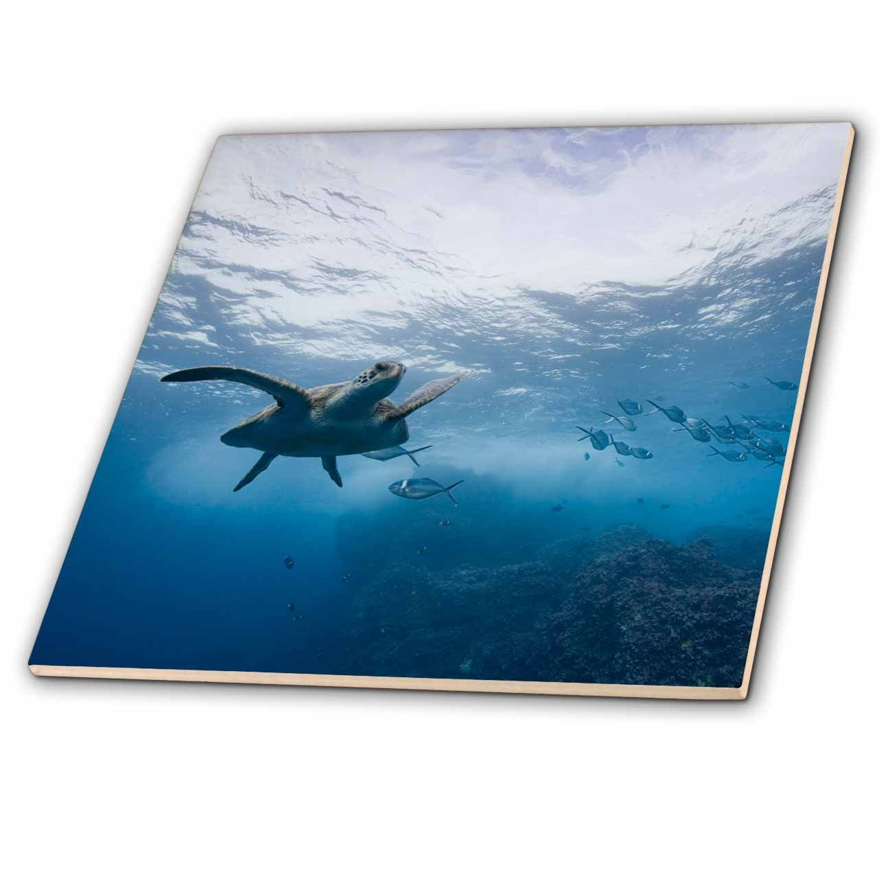 Amazon.co.jp: 3dRose ct_86448_8 エクアドル、ガラパゴス諸島、太平洋