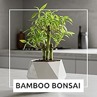 Vista 4 de Japanese Bamboo Bonsai Forest Seeds for Planting - 100 Seed