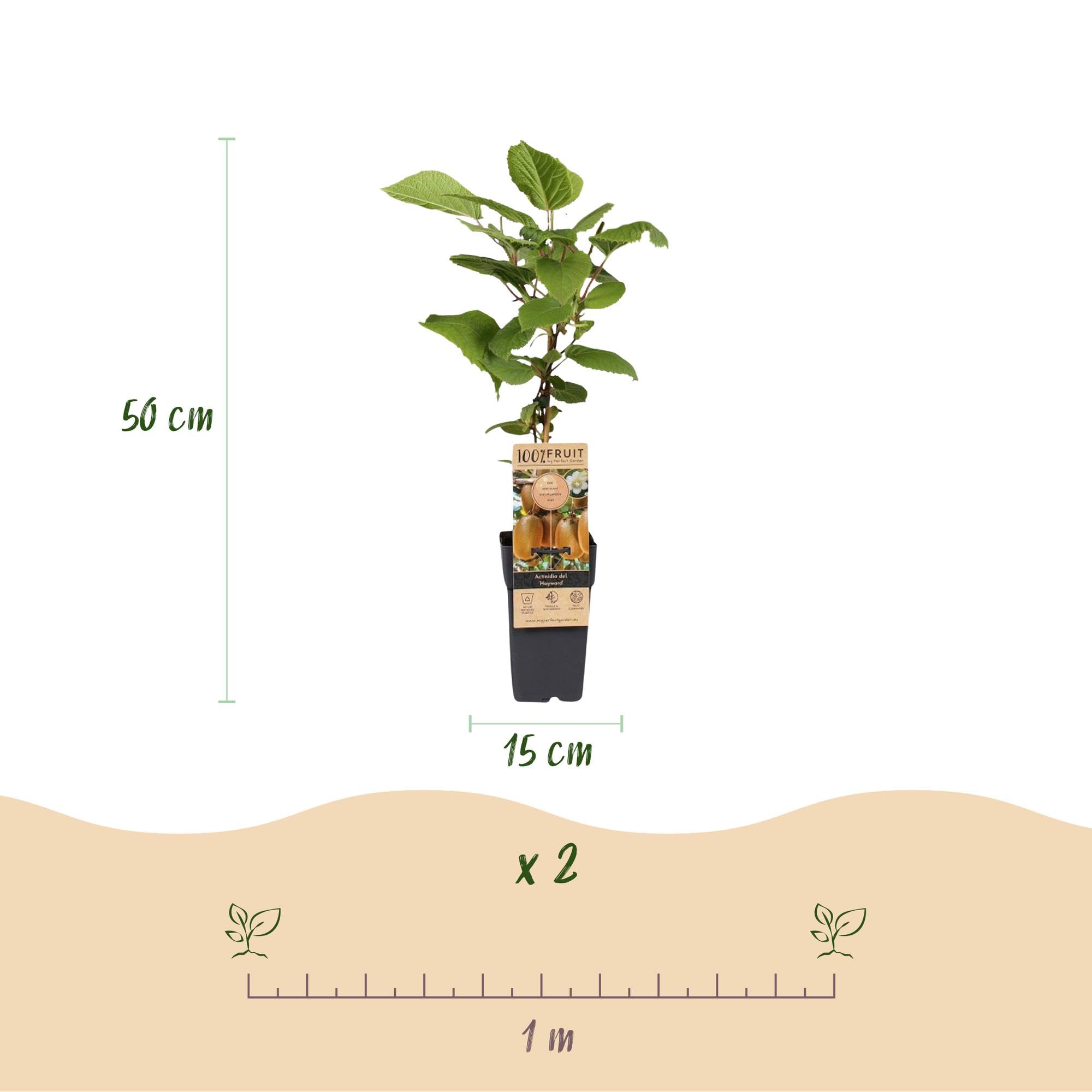 Plantas de Kiwi Hembra Hayward, para Jardín, Verde, Pack de 2, 50 cm