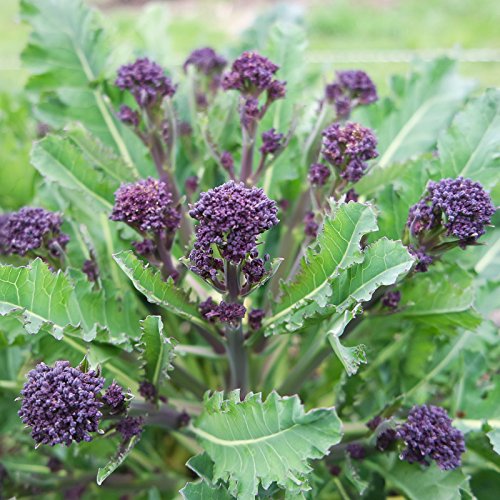 Purple Sprouting Broccoli Seeds, 500+ Heirloom Seeds Per Packet, (Isla's Garden Seeds), Non Gmo Seeds, Botanical Name: Brassica Oleracea, 85% Germination Rates #TOP4
