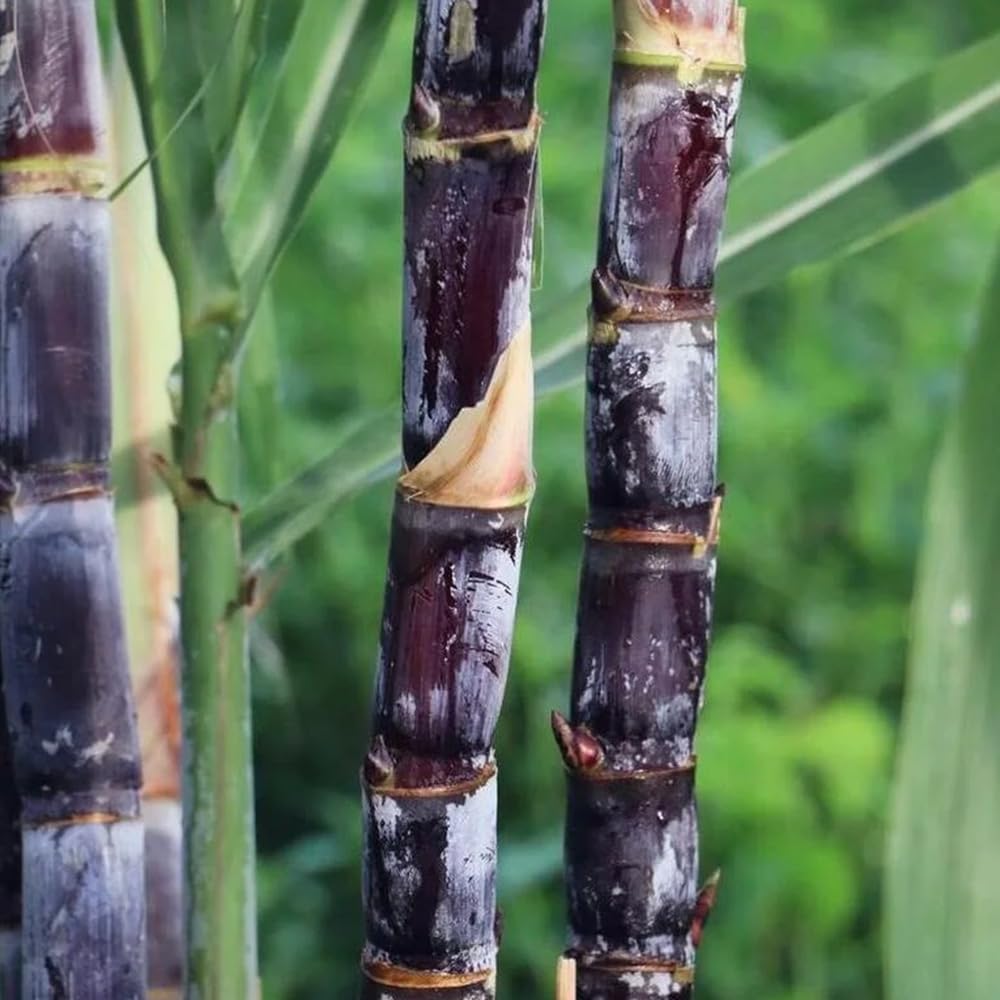 Semi Di Canna Da Zucchero Biologici Varietà Antica | 500 Pezzi Perenni | Da Giardino E Balcone | Rustici E Resistenti