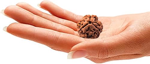 Miniatura 2 de Wonder Care - Cuenta original de Rudraksha nepalí, cuenta de rosario religioso de Rudra natural, Madera, No es una piedra preciosa