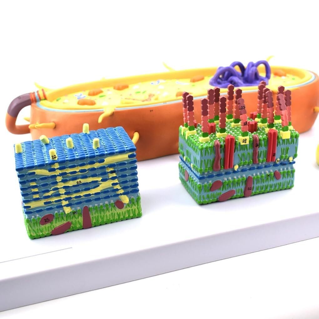 AMITD Bacterial Structure Model with Flagella & DNA for Biology Teaching