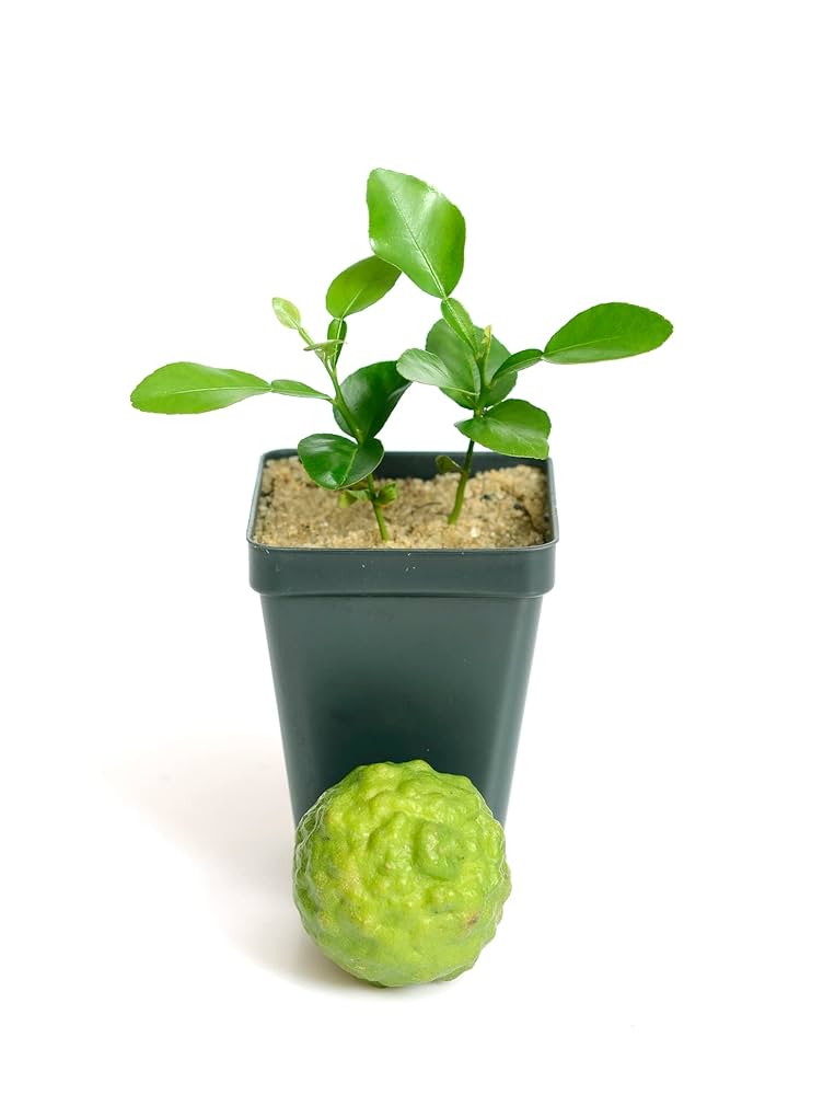 Amazon.com : Kaffir Lime Tree - Pot of 2 Starter Plants