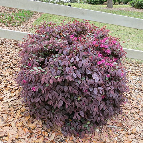Perfect Plants Ruby Loropetalum Live Plant, 1 Gallon, Includes Care Guide #TOP5