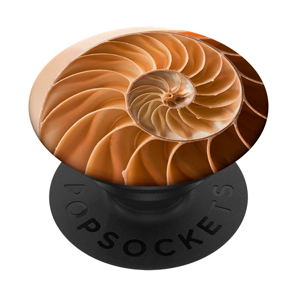 Nautilus Shell Marine Sea Shell