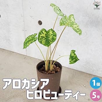 超希少 斑入り　カラジウム'タイ・ダイド・ツリーフロッグ　モンステラ　アロカシア 超希少 斑入り カラジウム'タイ・ダイド・ツリーフロッグ