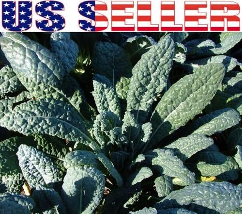 YakovSeeds - 200 seeds ORGANICALLY GROWN Lacinato Dinosaur Kale Nero di Toscana Heirloom NON-GMO