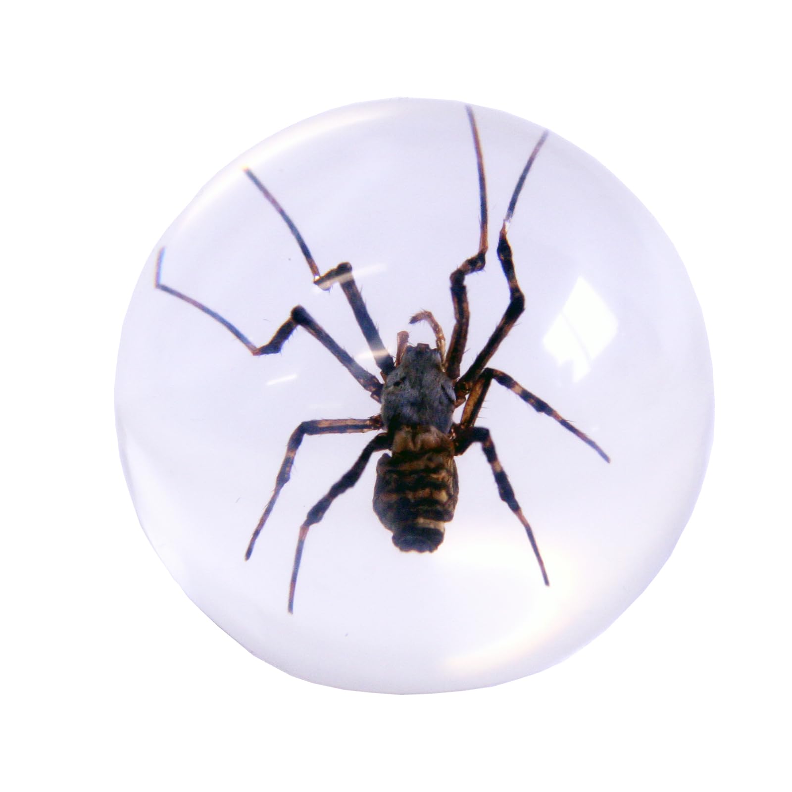 REALBUGSpider Globe