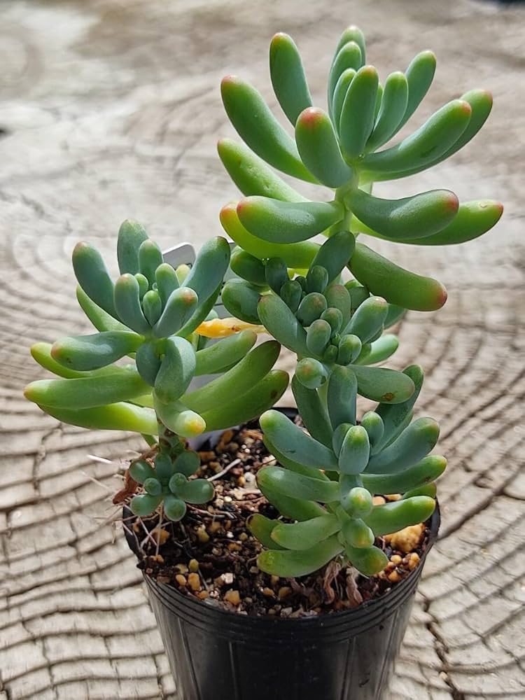 Amazon.co.jp: てっちん多肉植物セダム『乙女心』51 : ホーム＆キッチン