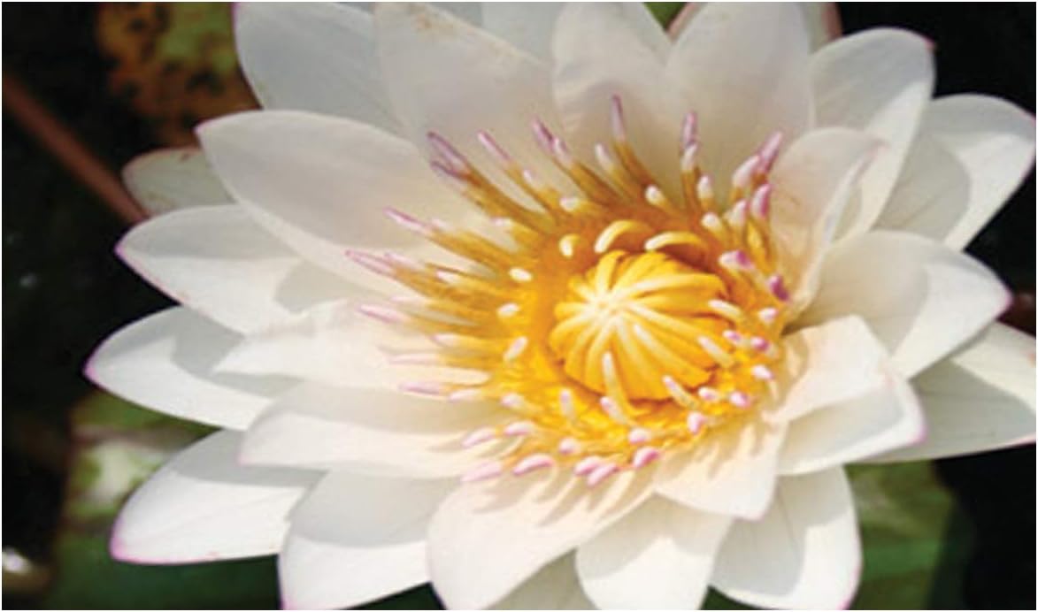 Nymphaea Innocence Water Lily kit Very Large Water Lilies bareroot