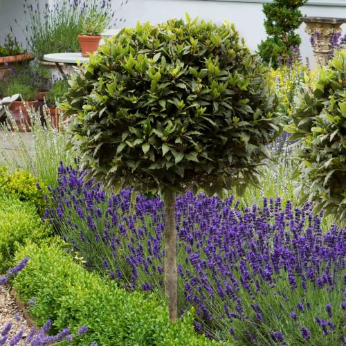 YouGarden Bay Tree Standard Tree 70-80cm Tall Single Garden Ready Potted Bay for Patios and Gardens Edible Plant Grow Your Own Herbs
