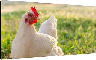 Canvas Wall Art for Living Room Bedroom Free Range Chicken at California Golden Hour Roaming the Green Acres Big Large Wall Art Decor Framed Painting Wall Pictures Prints Artwork Office