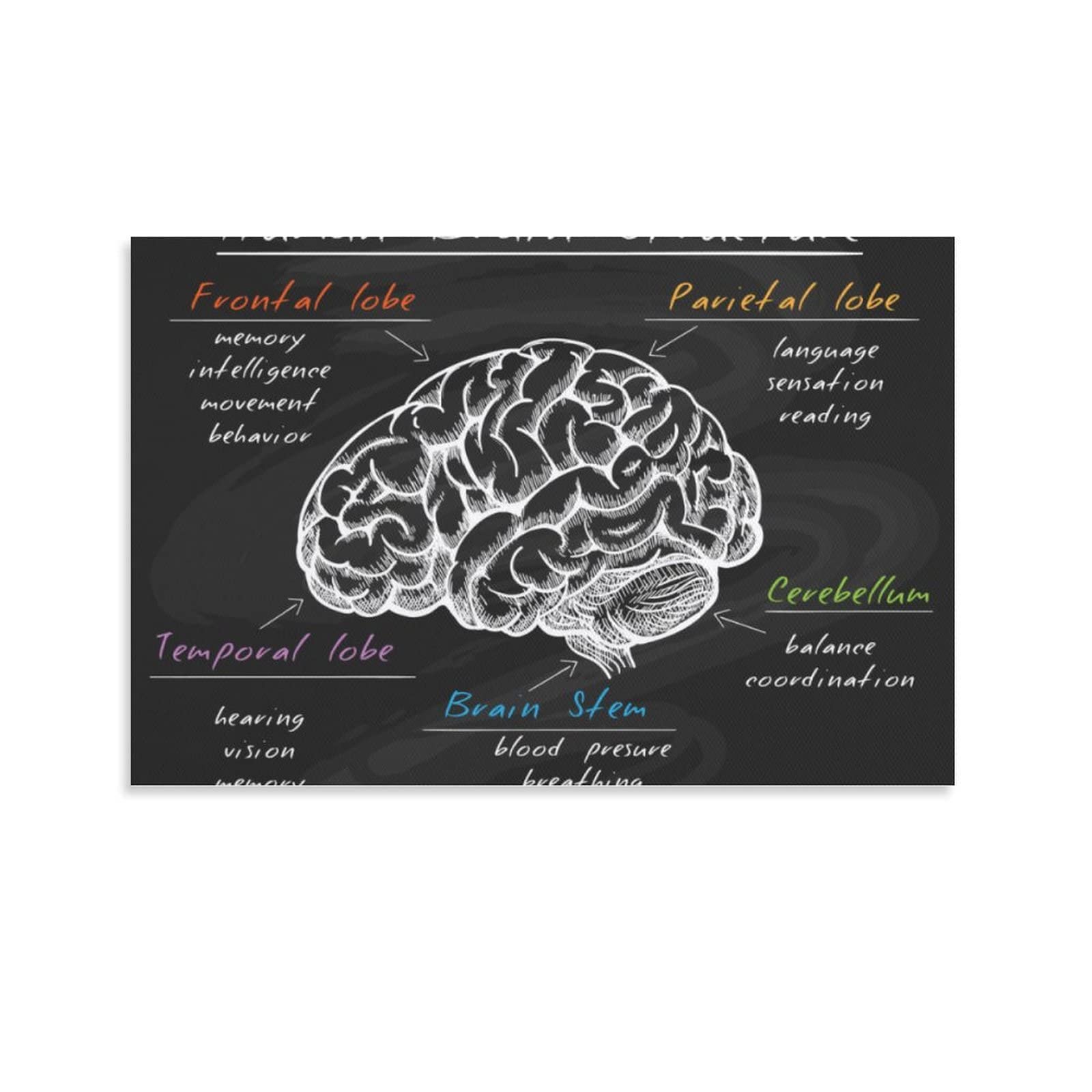 Human Brain Canvas Poster Wall Art Decor Canvas Print Picture Paintings for Living Room Bedroom Decoration Unframe-style 20x30inch(50x75cm)
