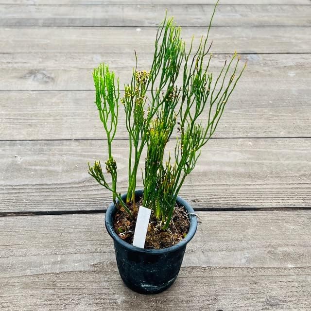 Amazon｜古典園芸植物：松葉蘭（マツバラン）「龍頭の斑」｜観葉植物 オンライン通販 