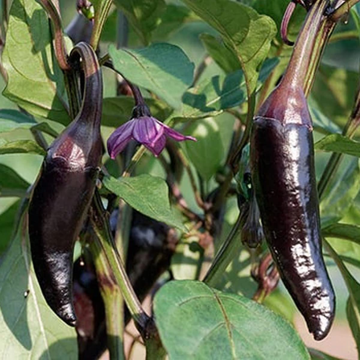 Purple Jalapeno Pepper - Capsicum Annuum 'Purple Jalapeno' Vegetable Seeds,  Hot Chilli Peppers Home Garden Planting by Heavy Torch, 10 Seeds: Buy  Online at Best Price in UAE - Amazon.ae