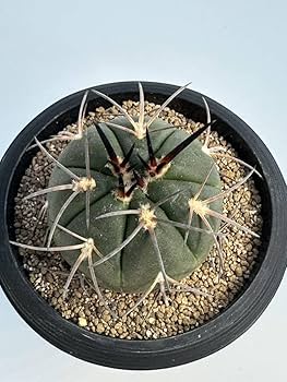 Amazon.co.jp: Gymnocalycium spegazzinii ギムノカリキウム 黒刺天平 Amazon.co.jp: Gymnocalycium spegazzinii ギムノカリキウム 黒刺天平
