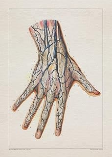 Anatomy HAND ARTERY FINGERS print SRA3 12x18 conqueror laid paper