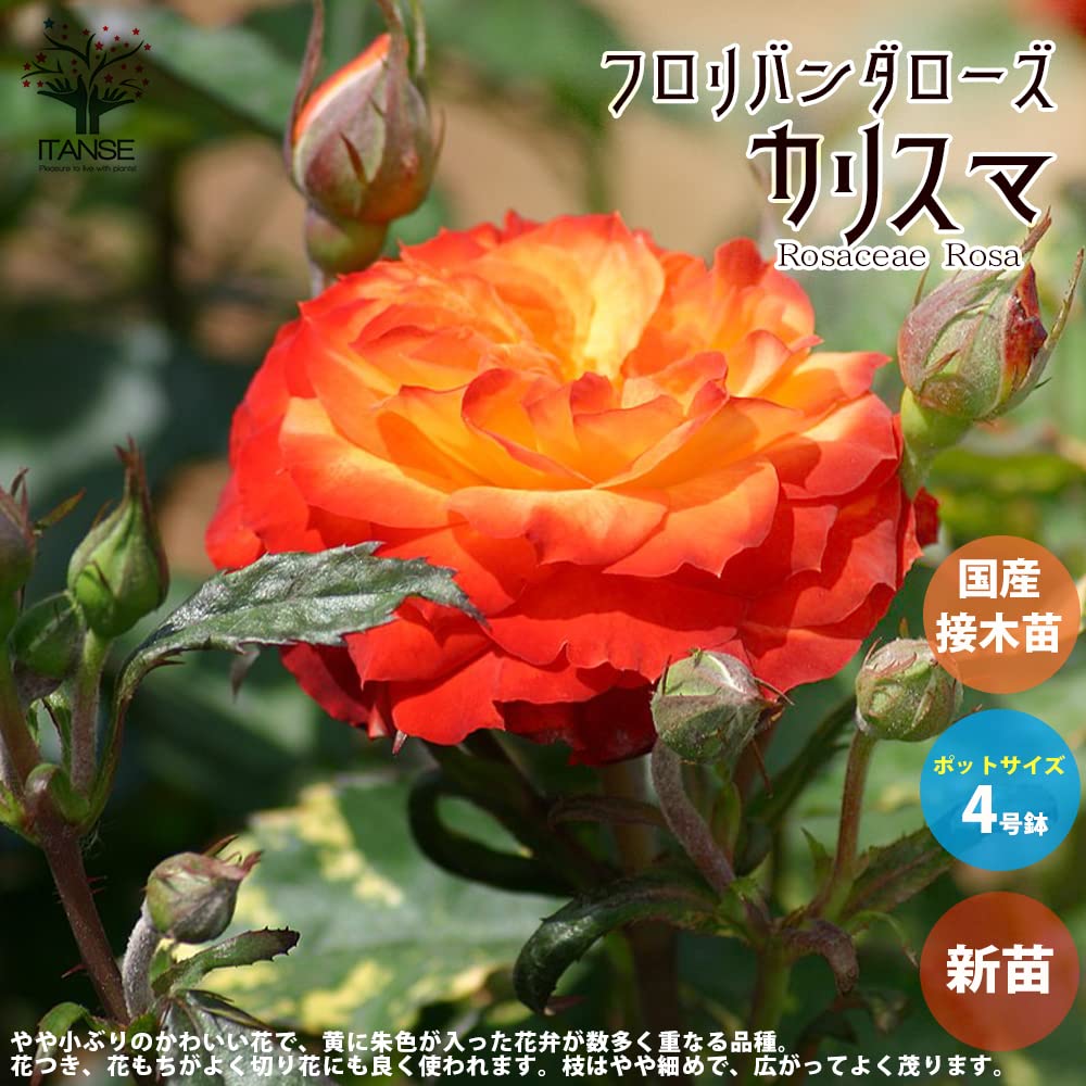 Amazon.co.jp: 薔薇の苗
