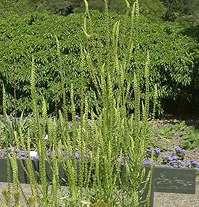 Gelber Wau Reseda lutea Amazon.de Garten