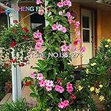 Seltene Pflanzen 50pcs Beutel Mandevilla sanderi Samen Schöne Blume Bonsai Pflanze DIY Hausgarten Seed Sehr Pflanzenset Seltene Pflanzen 50pcs Beutel Mandevilla sanderi Samen Schöne Blume Bonsai Pflanze DIY Hausgarten Seed Sehr Pflanzenset