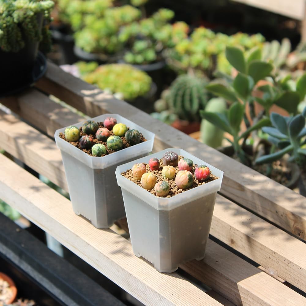 BangQiao 120 Pack Small 2.70 Inch Clear Plastic Square Nursery and Seedling Pot Container, Seed Starting Transplant Planter with Drain Hole for Germination - Image 8