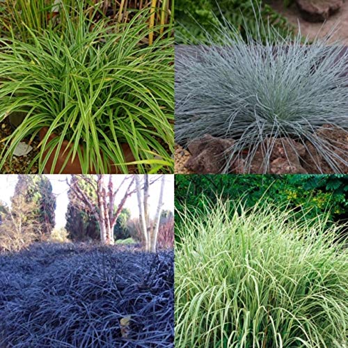 What ornamental grasses are safe for dogs