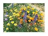 California Native Mixed Wildflowers - Wine Country -13 Varieties of California Natives