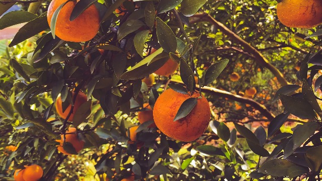 Amazon.com : Baronessa Cali Tarocco Sicilian Blood Oranges