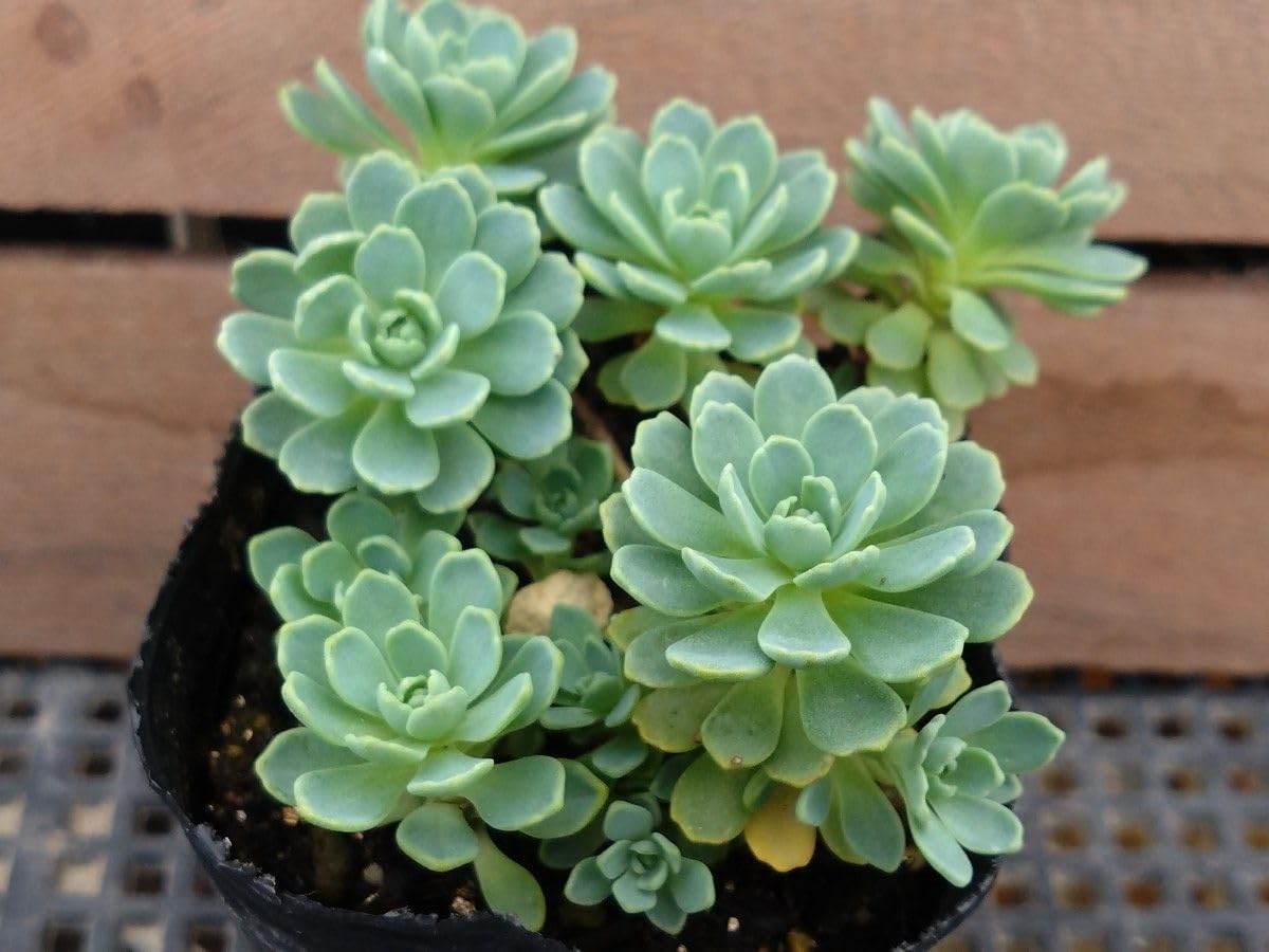 Amazon.co.jp: ローズセダム 多肉植物 抜き苗 : DIY・工具・ガーデン