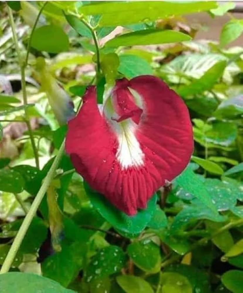 Original Red Aparajita Flower Live Plant (Pack of 1 Plant) (B0D8FZ11BW) Amazon Price History, Amazon Price Tracker