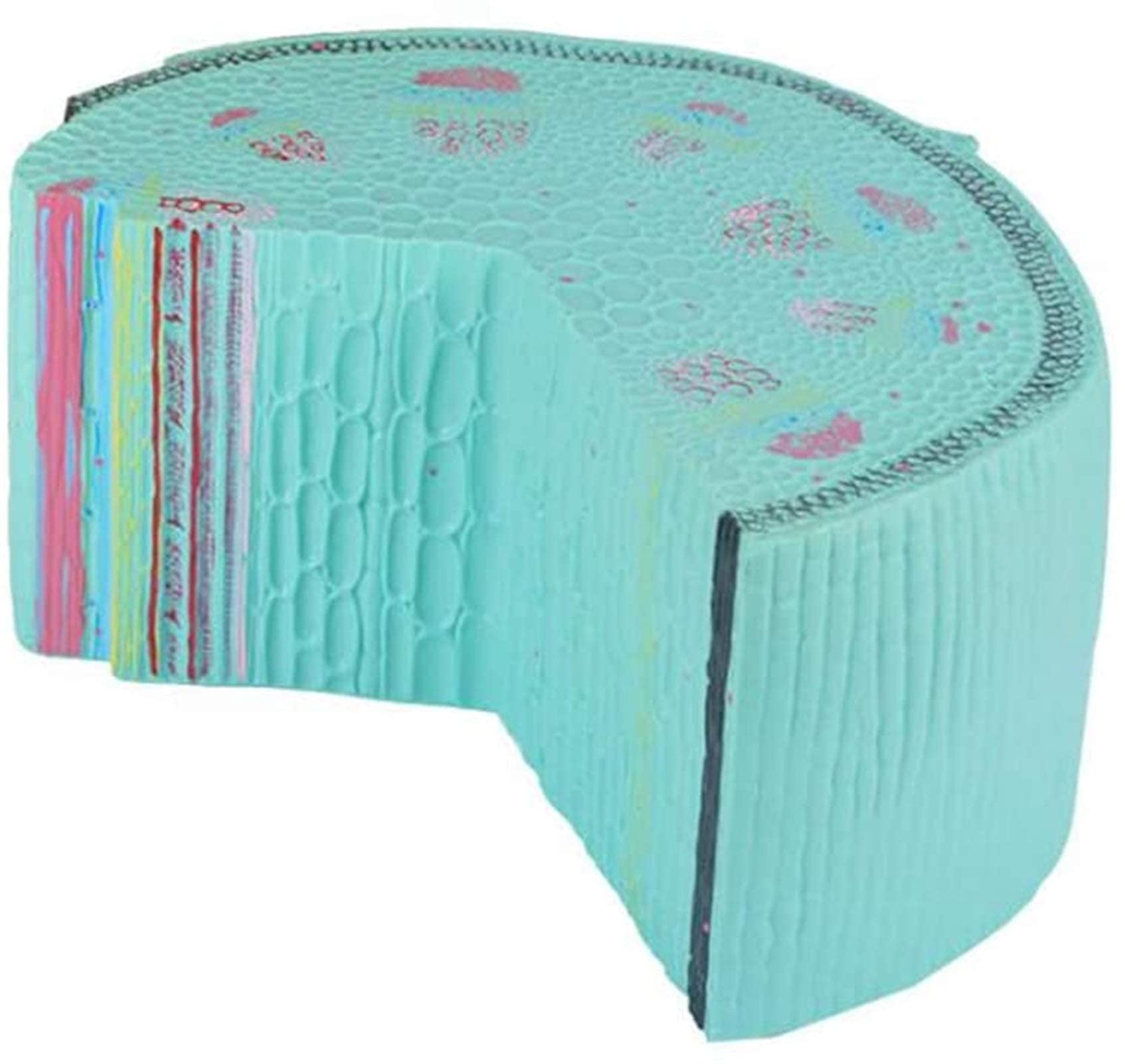 Medical Models, Stem Model of Dicotyledonous Herb,Plant Anatomy Model Dicotyledonous Herb Model,Biological Teaching Plant Stem Model,PVC Material,for Study Teaching Medical Model