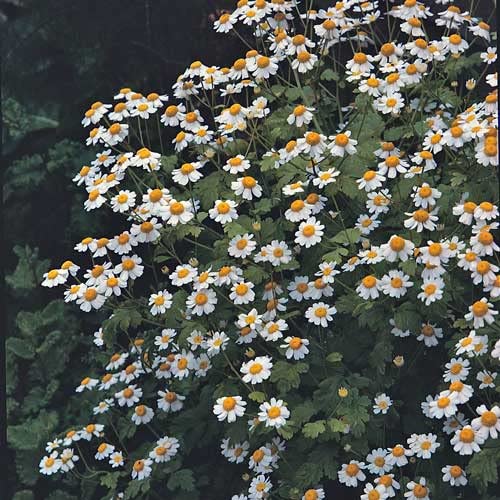 All Seasons Feverfew Flower Seeds - 35+ Seeds Pack (B0C5F511F8) Amazon Price History, Amazon Price Tracker