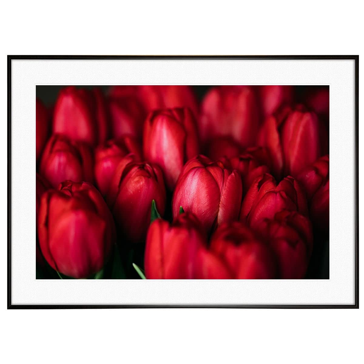 Amazon.co.jp: インテリアアートポスター 花写真 赤いチューリップ