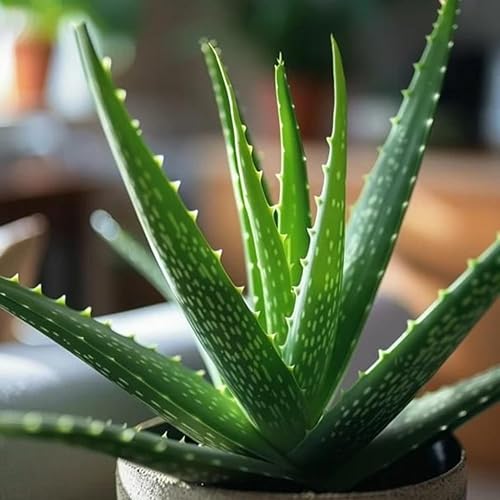 Miniatura 5 de Planta viva de aloe vera de aloe vera para plantar en maceta tamaño 2  Planta Aleo vibrante de bajo mantenimiento para patio, balcón y espacios