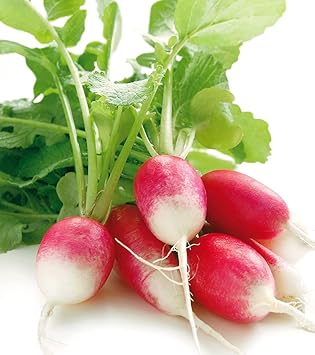 Radish French Breakfast 300 Seeds Raphanus sativus Heirloom - Non GMO