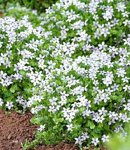 BALDUR Garten 3x Weiße winterharte Isotoma 'White Splash', Pflanzen im 9x9 cm-topf, blühender Bodendecker, winterharte Staude, mehrjährig, blühend, Isotoma fluviatilis