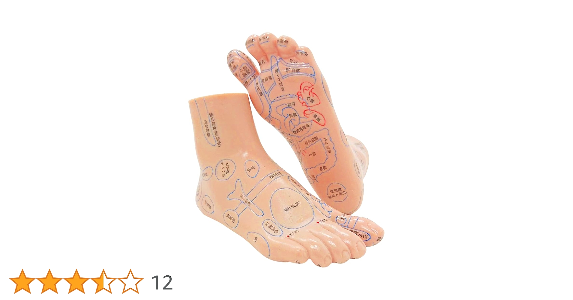 Amazon.co.jp: UPstore 足つぼ 模型 反射区 経穴 立体図解 日本