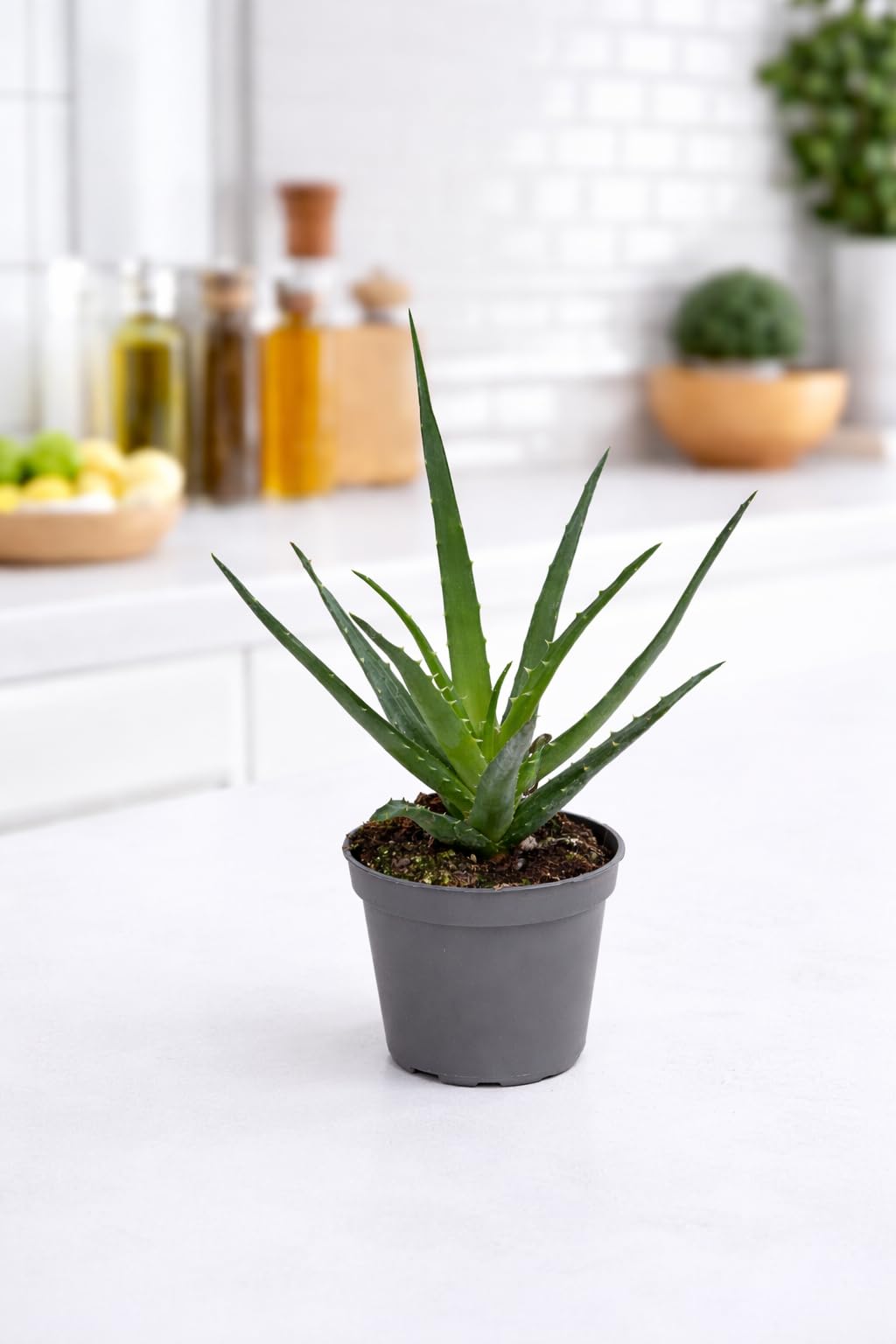 Aloe Vera Pflanze 25 cm  Echter Aloe Vera  Pflegeleichte Sukkulente,  Luftreinigende Zimmerpflanze fr Zuhause & Bro : Amazon.de: Garten