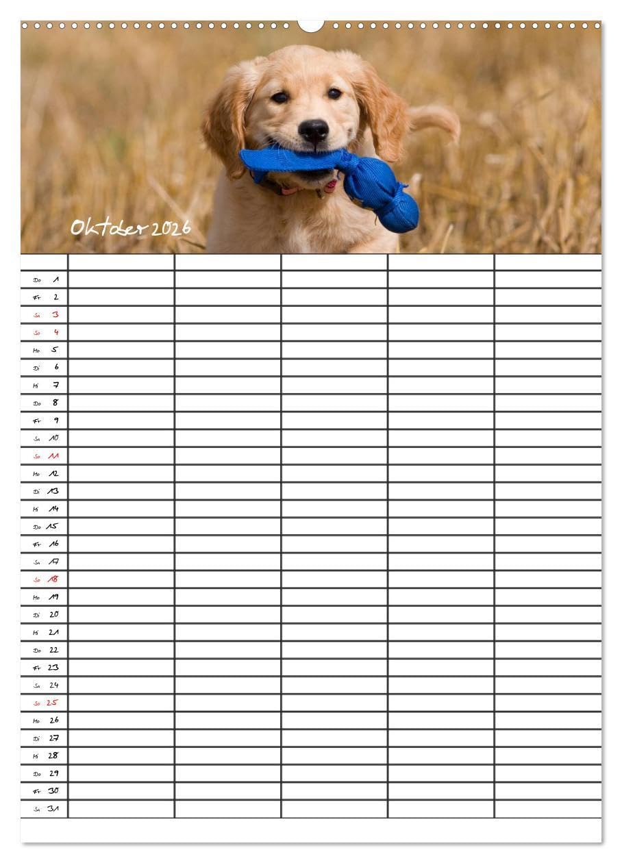 Familienplaner: Golden Retriever Welpen (Wandkalender 2026 DIN A2 hoch), CALVENDO Monatskalender: Dieser Familienplaner mit 5 Spalten wird Ihnen jeden ... Lächeln ins Gesicht zaubern. (CALVENDO Tiere)