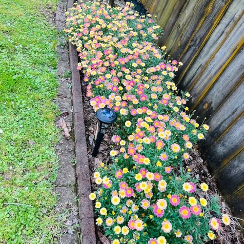 Semi di margherita perenne-giardino,resistenti all'esterno semi di,decorative,amiche tappezzante perenne 550pcs