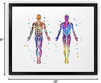 Vista 9 de Dignovel Studios 8 x 10 sin marco sistema muscular anatomía cuerpo humano acuarela arte impresión cartel inauguración de la casa pared giclée