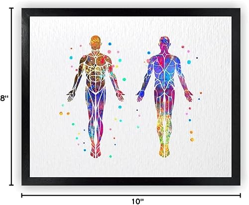 Miniatura 10 de Dignovel Studios 8 x 10 sin marco sistema muscular anatomía cuerpo humano acuarela arte impresión cartel inauguración de la casa pared giclée