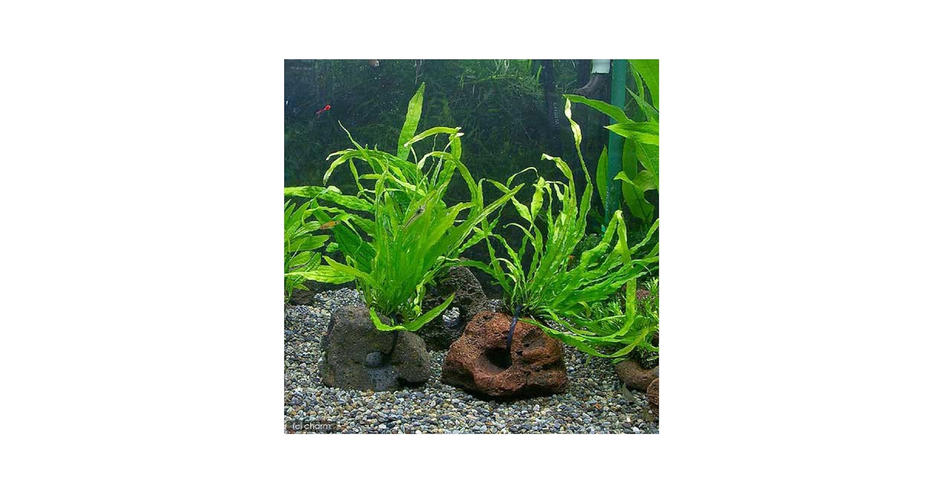 超特大！ LA便 ミクロソリウム ミンダナオ 超特大！ LA便 ミクロソリウム ミンダナオ - メルカリ